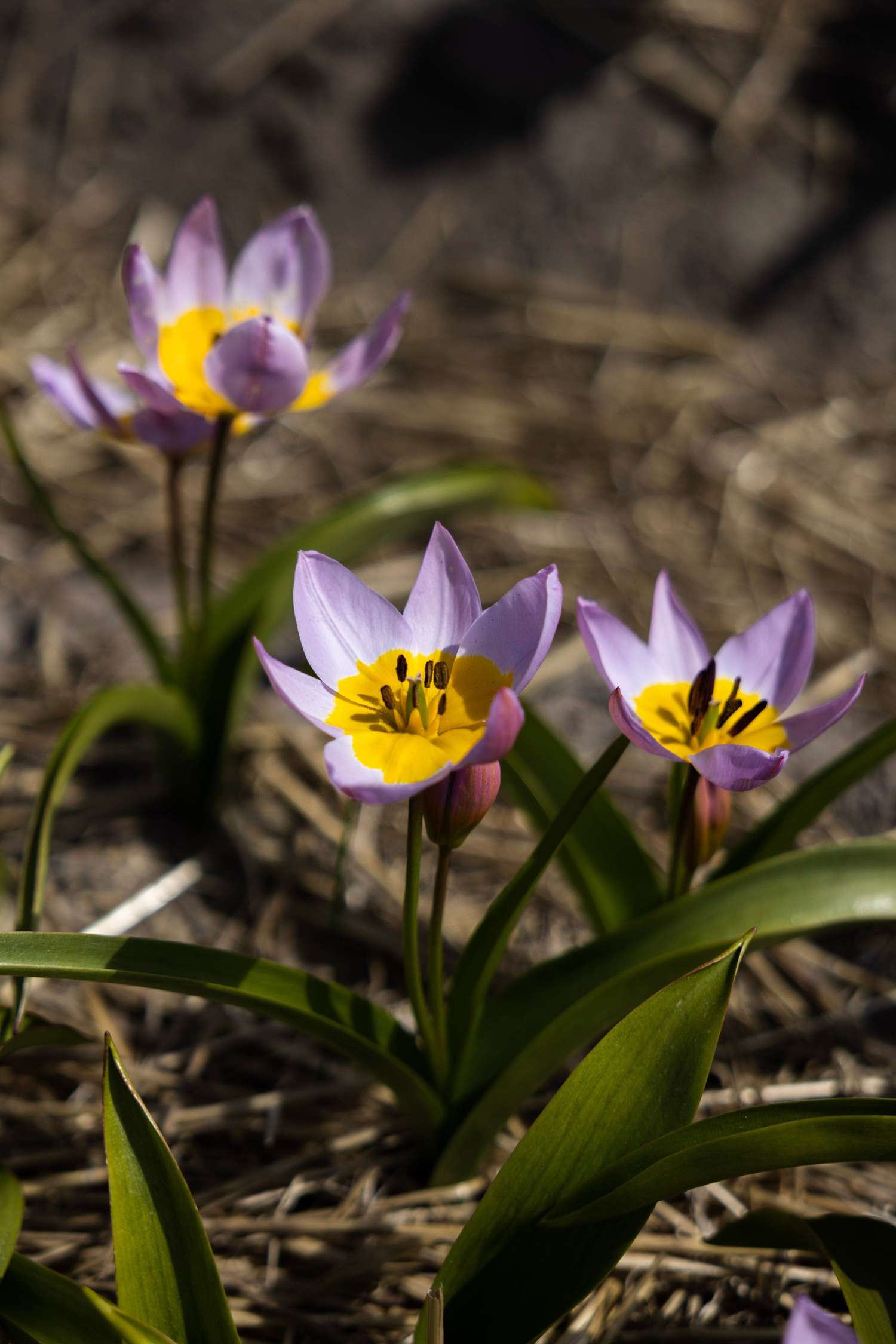 Botaaninen tulppaani 'Saxatilis' / 'Lilac Wonder'